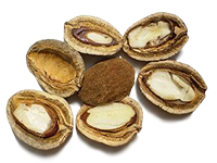 I semi del mango africano (Irvingia Gabonensis)